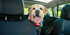 Pet-Friendly Car Seat Covers: Protecting Your Seats from Furry Friends